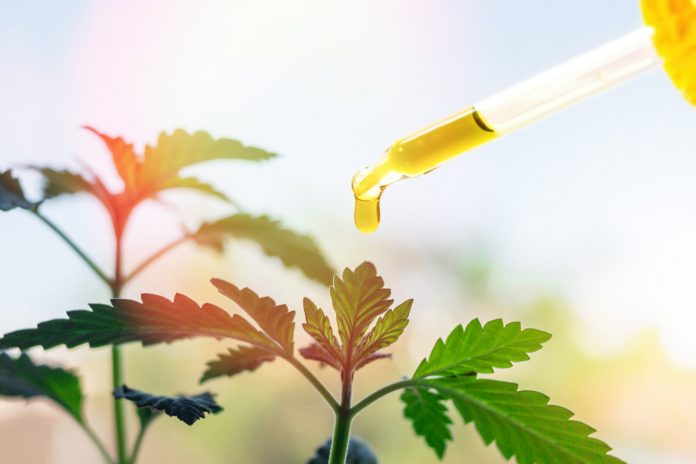 Pipette with Cannabis oil against Cannabis plant